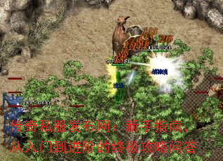 ����˽��������������ָ�ϣ������ŵ����׵��ռ������ʴ�